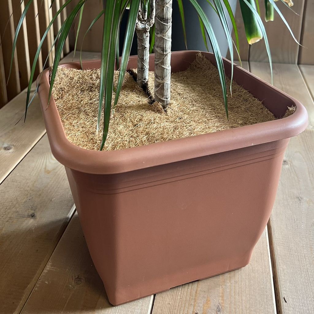 Wacredo Square Coconut Frost Protection Mat for Plants - Available in 25, 30, 38, 45, and 60 cm Sizes