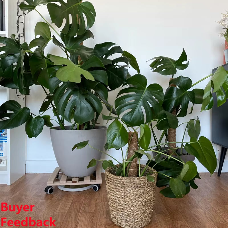 Durable Reusable Plant Cages - Easy-to-Use Climbing Support for Flowers and Garden Plants