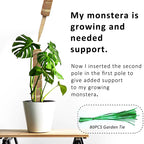 Durable Reusable Plant Cages - Easy-to-Use Climbing Support for Flowers and Garden Plants